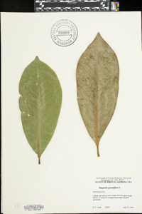 Magnolia grandiflora image