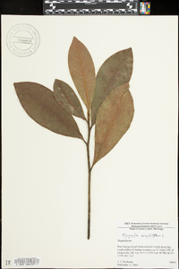 Magnolia grandiflora image