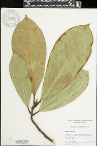 Magnolia grandiflora image