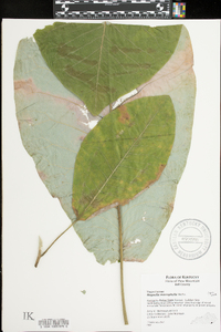 Magnolia macrophylla image