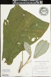 Magnolia macrophylla image