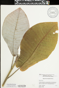 Magnolia macrophylla image