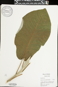 Magnolia macrophylla image