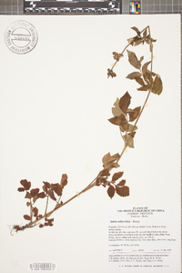 Salvia miltiorrhiza image