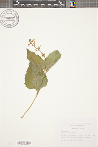 Salvia urticifolia image