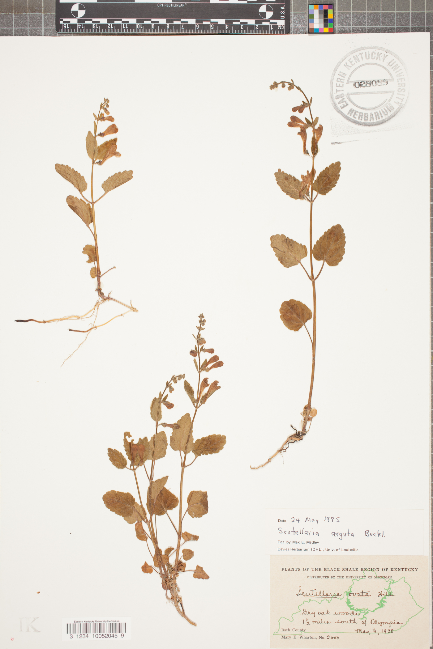 Scutellaria arguta image