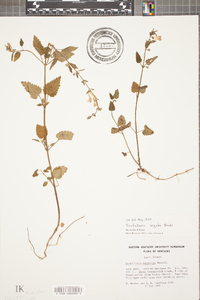 Scutellaria arguta image
