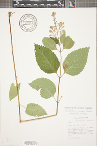 Scutellaria incana image