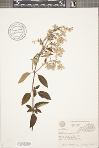 Scutellaria incana image