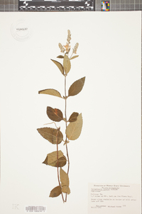 Scutellaria incana image