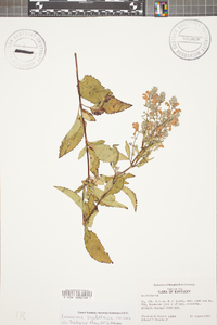 Scutellaria incana image