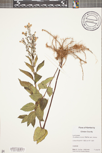 Scutellaria incana image