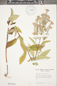 Scutellaria incana image