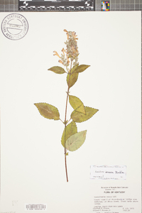 Scutellaria incana image