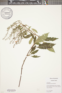 Scutellaria incana image