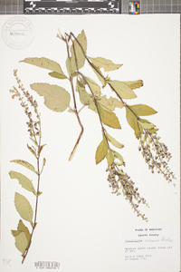 Scutellaria incana image