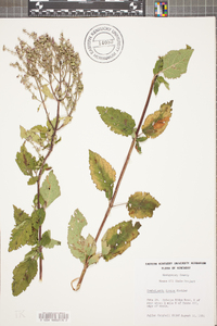 Scutellaria incana image