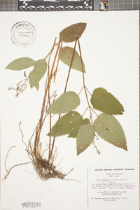 Scutellaria incana image