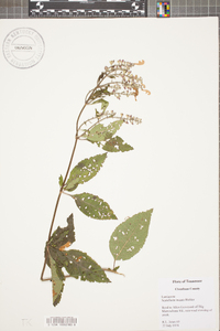 Scutellaria incana image