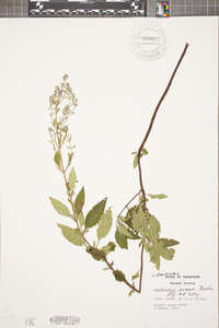 Scutellaria incana image