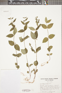 Scutellaria ovata image