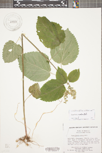 Scutellaria ovata image