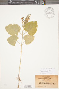 Scutellaria ovata image