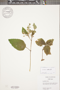 Scutellaria ovata image