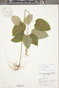 Scutellaria ovata image