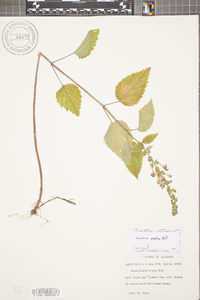 Scutellaria ovata image