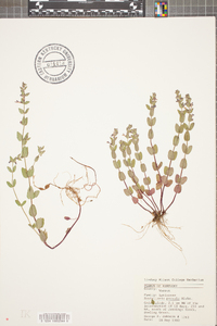 Scutellaria parvula image