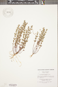 Scutellaria parvula image