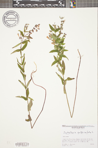 Scutellaria galericulata image