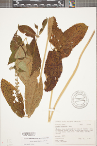 Stellaria nuttallii image