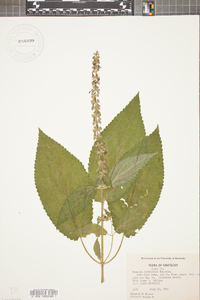 Stachys nuttallii image