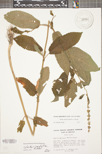 Stachys nuttallii image