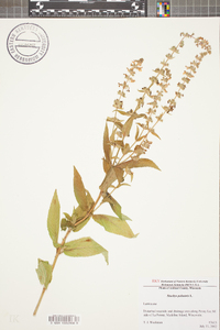 Stachys palustris image