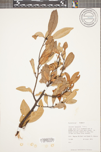 Persea humilis image