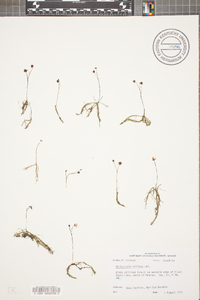 Utricularia gibba image