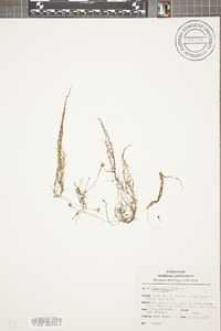 Utricularia gibba image