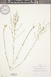 Linum medium image