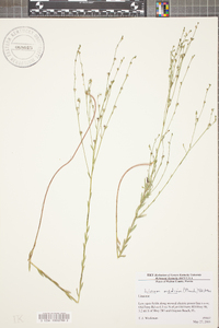 Linum medium image