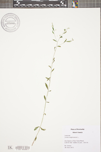 Linum virginianum image