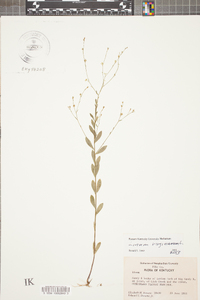 Linum virginianum image