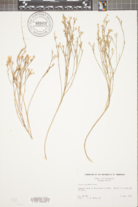 Linum rigidum image