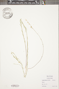 Linum sulcatum image