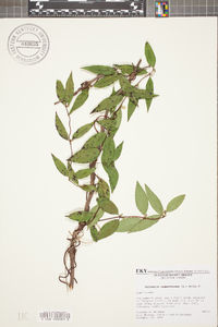 Gelsemium sempervirens image