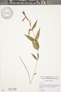 Spigelia marilandica image