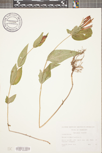 Spigelia marilandica image