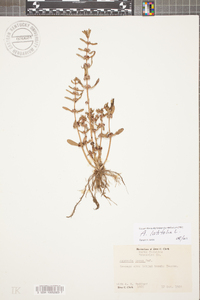 Ammannia latifolia image